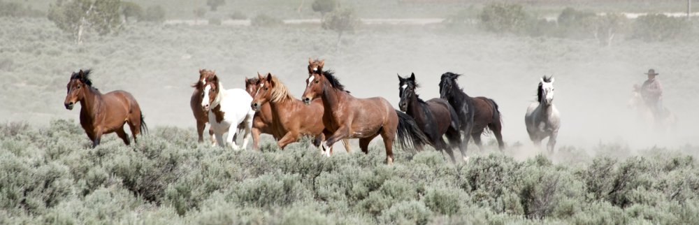 Алмазная мозаика лошадь 40х50см, gа72937