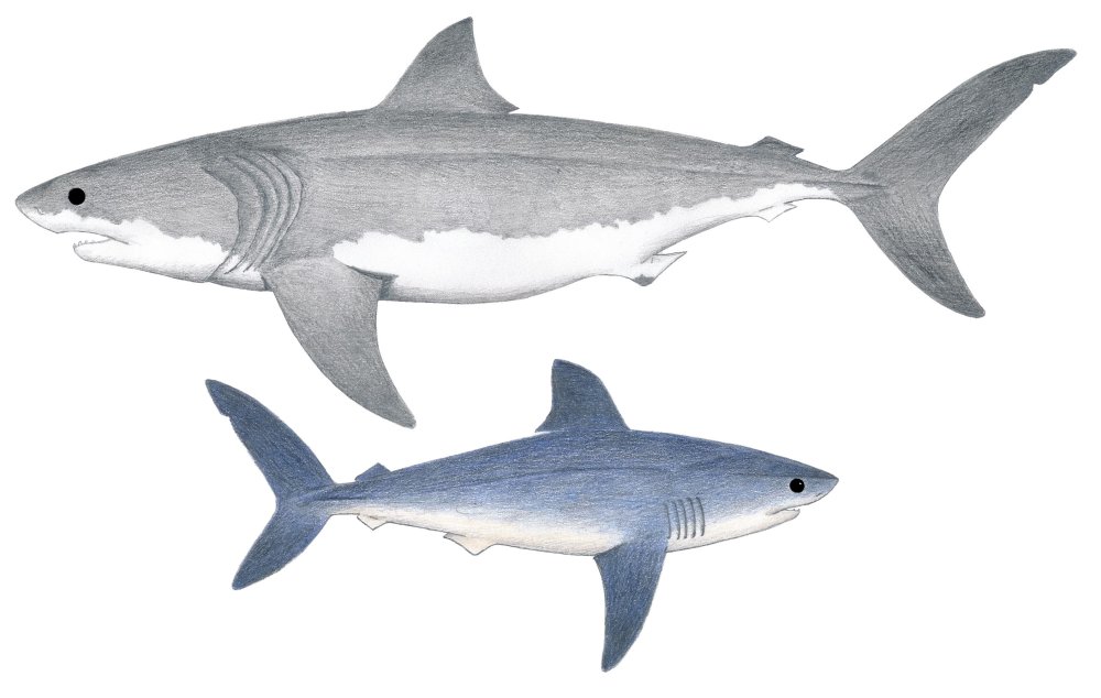 Акула на рабочий стол