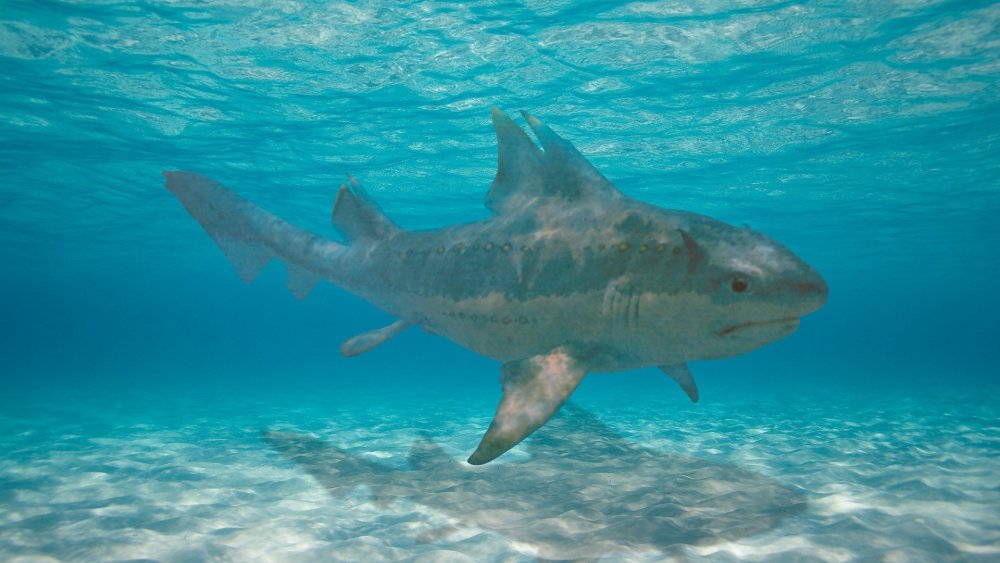 Акула МЕГАЛОДОН