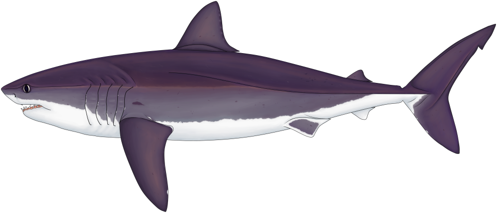 Акула Кретоксирина