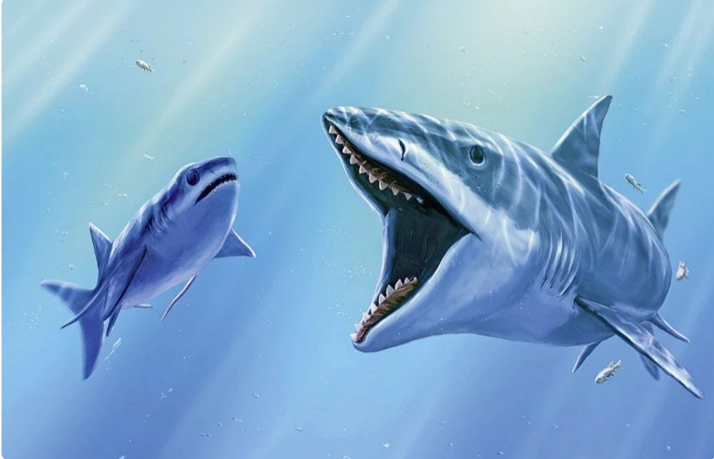 МЕГАЛОДОН акула вид сбоку