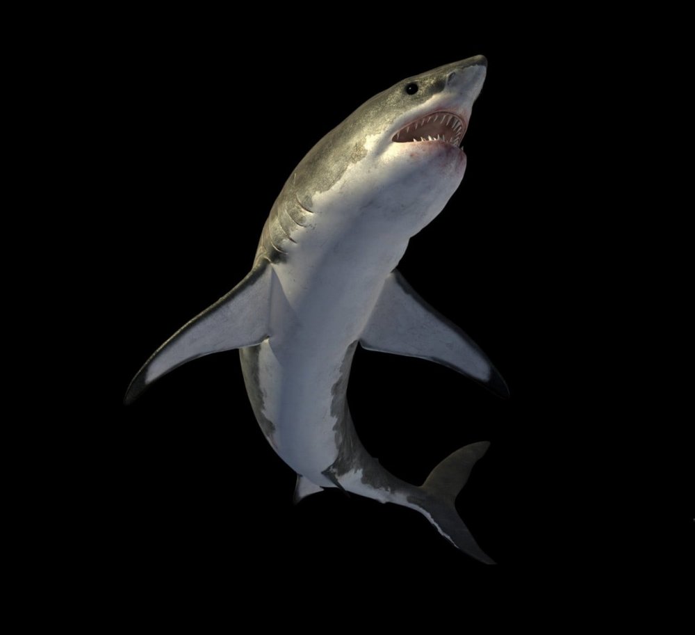 Акула на белом фоне