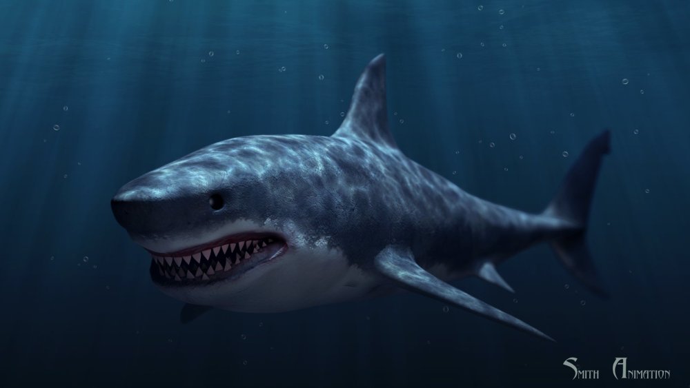 Акула в минимализме без фона