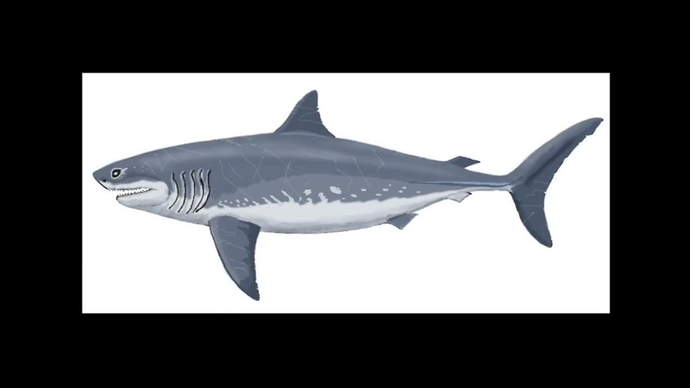 Акула эмодзи айфон