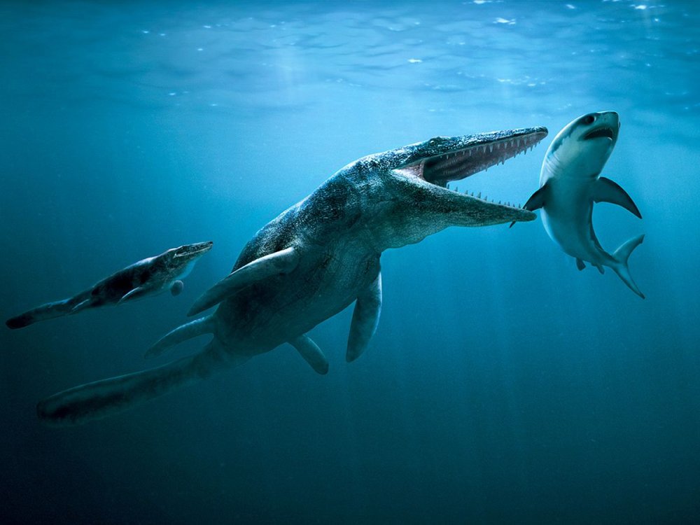 Шарк акула Немо