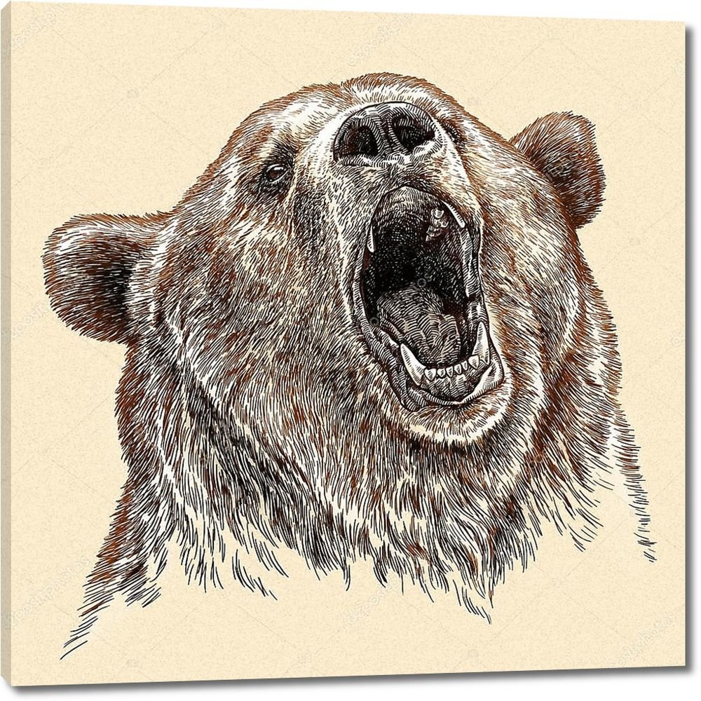 Голова медведя гравюра