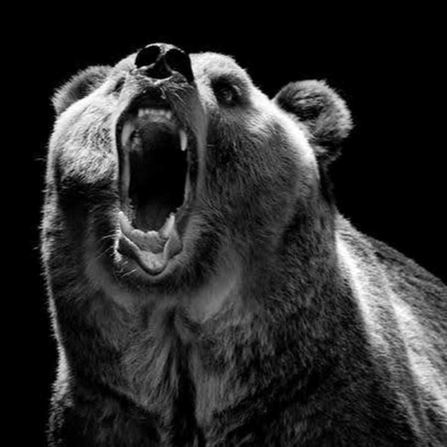 Медведь рычит