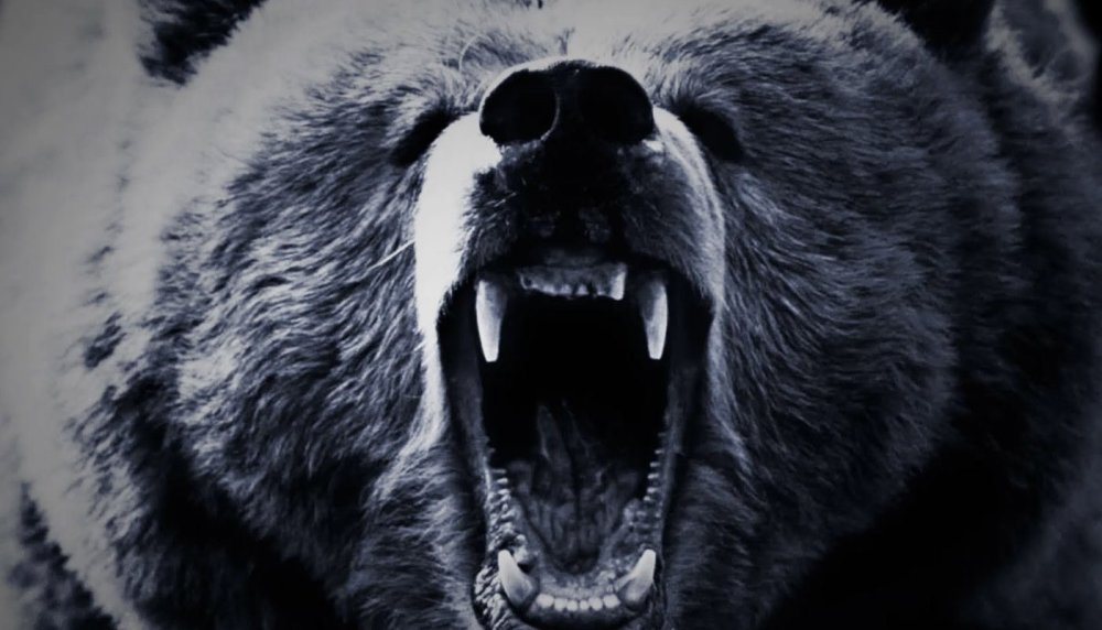 Оскал черного медведя