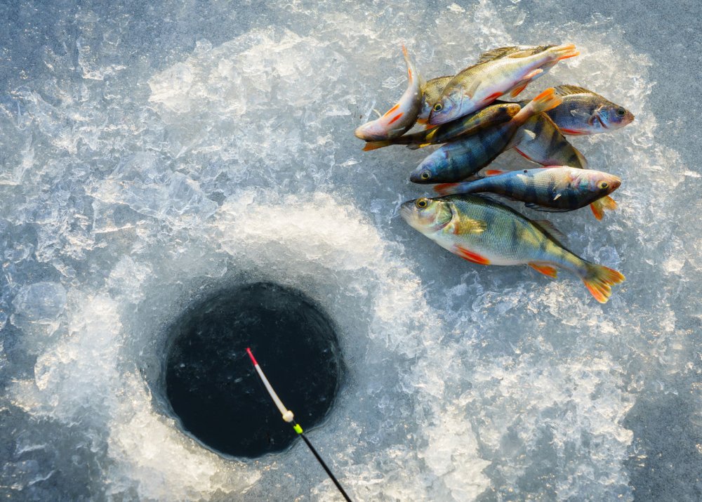 Зимние удочки на рыбалке с рыбой