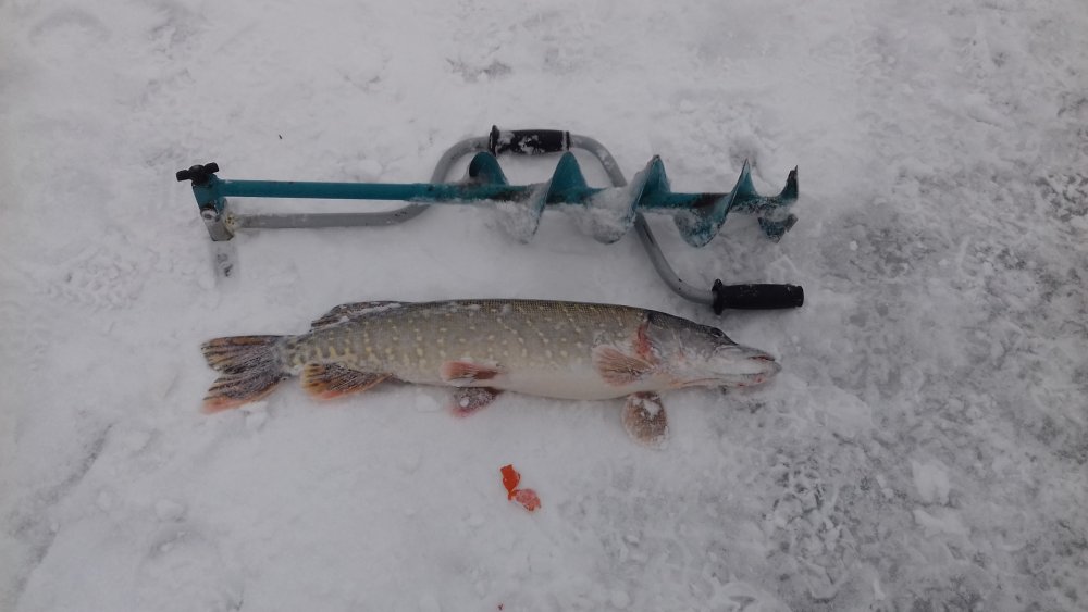 Зимняя рыбалка на жерлицы 2019-2020