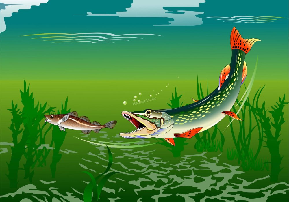 Красивая щука