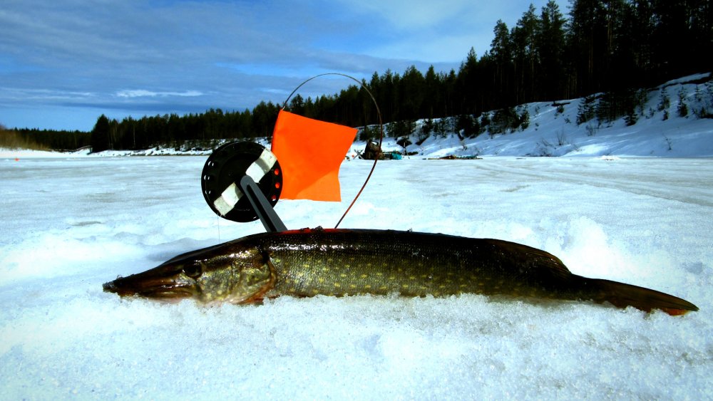 Щука картинка