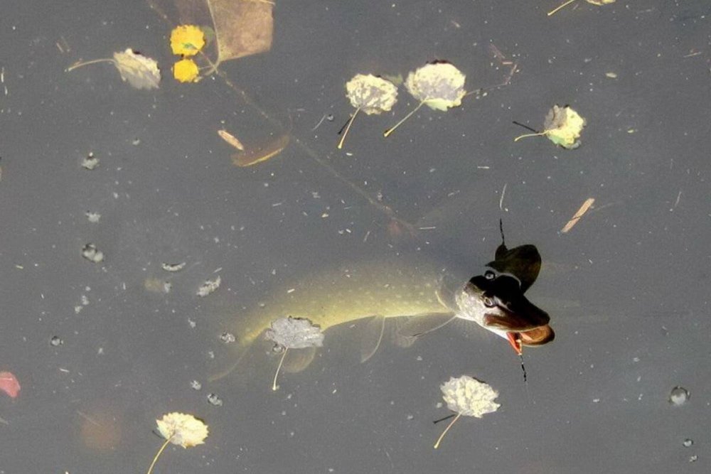 Речные рыбы