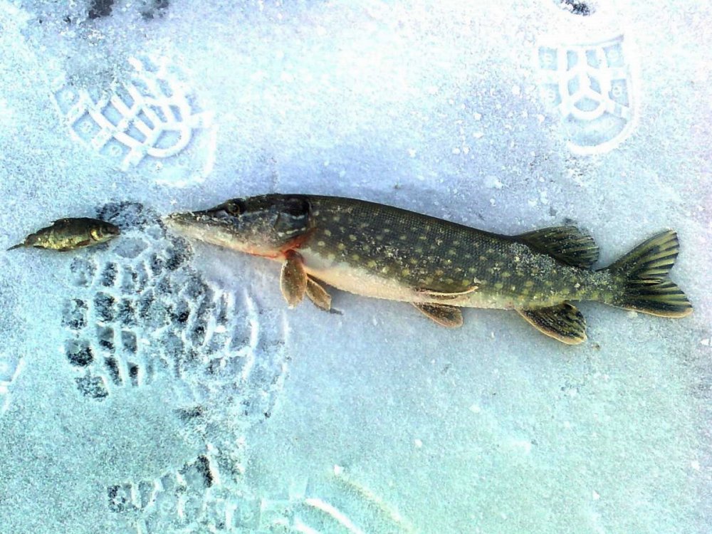 По щучьему велению