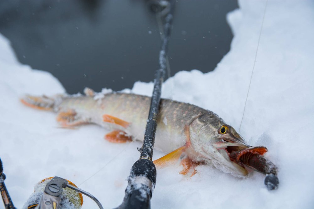 Рыбалка живопись щука