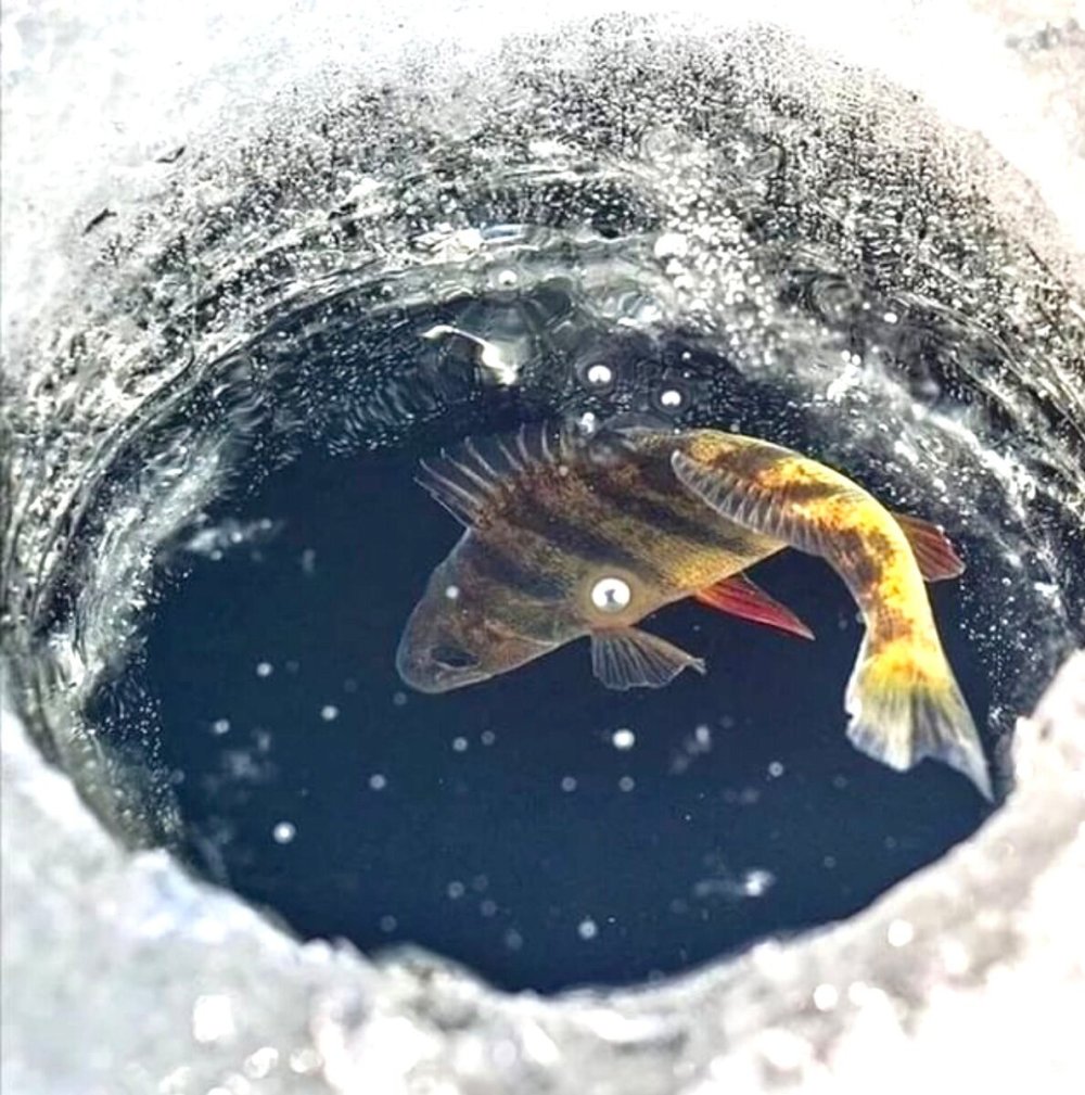 Зимняя рыбалка рыба