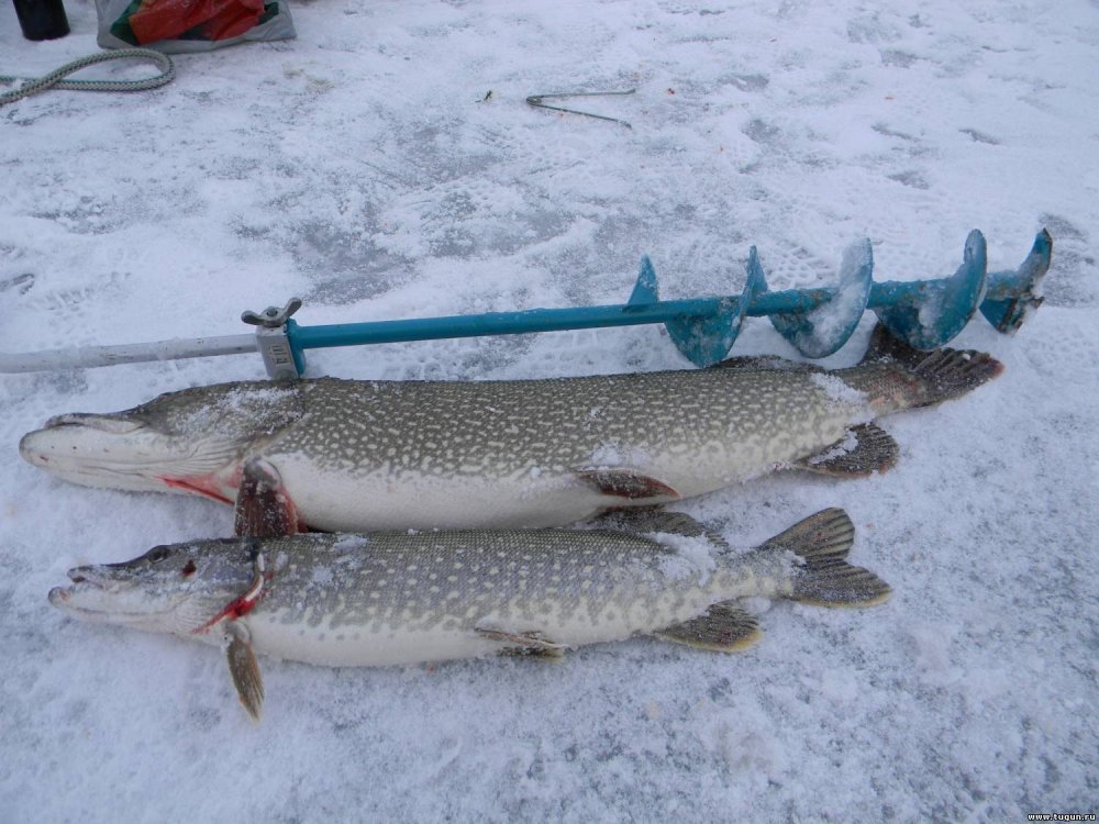 Tommy Kinnerup рисунки