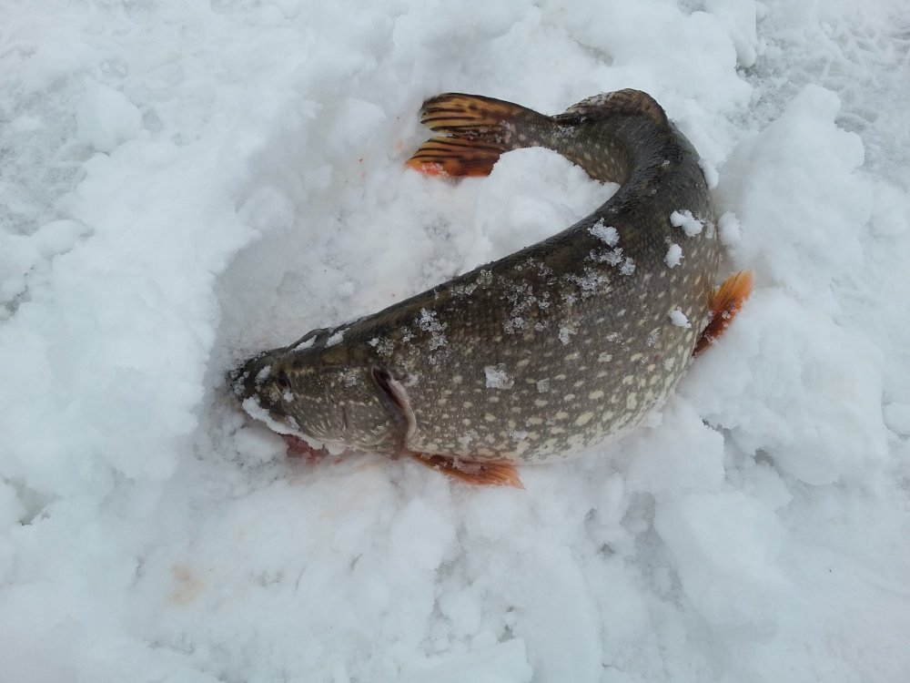 Зимнее озеро в лесу
