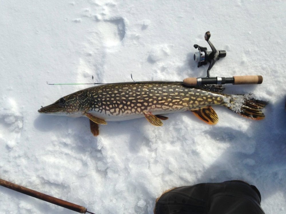 Ал Агнев картины с рыбами