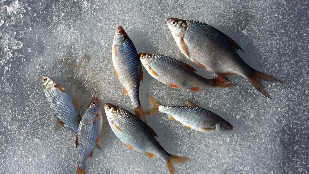 Зимняя рыбалка обои