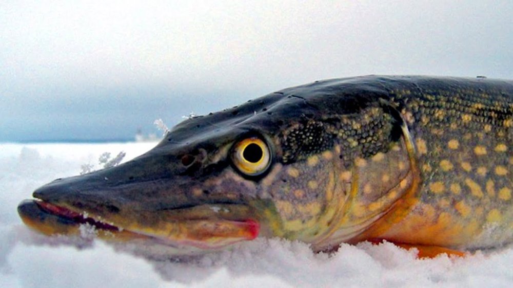 Жемчужная щука