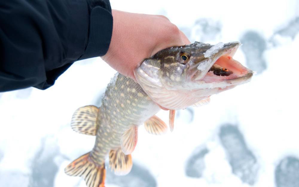 Щука обыкновенная Пресноводные рыбы