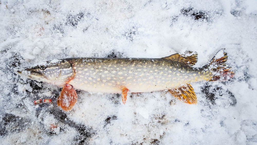 Рыба в реке