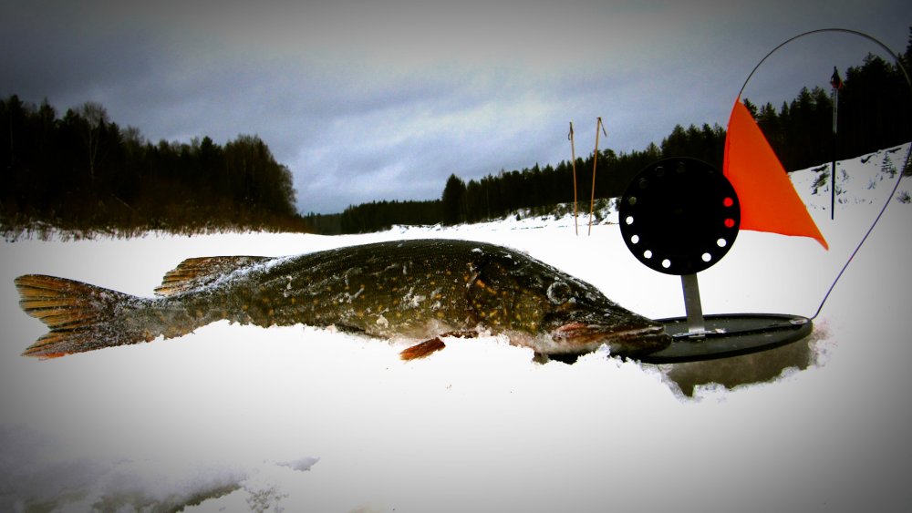 Рыбалка на жерлицы