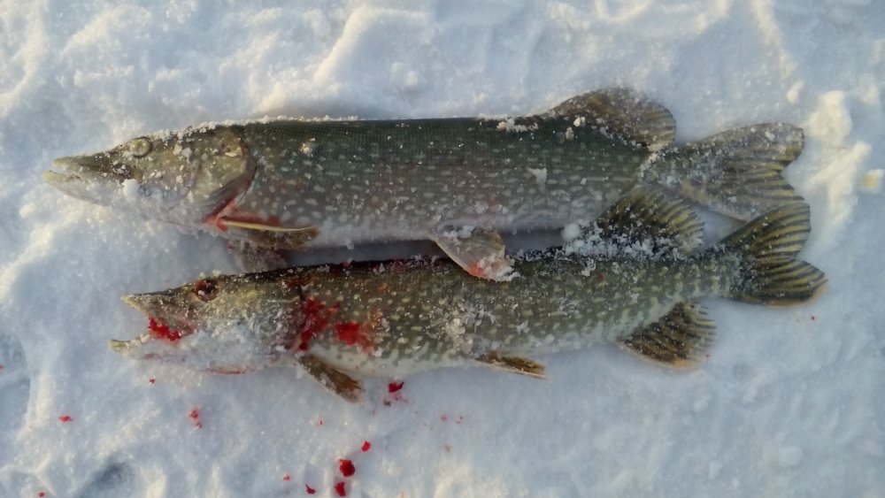 Подводная охота Волга щука