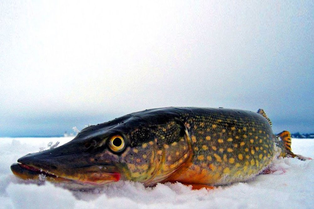 По щучьему велению мульт