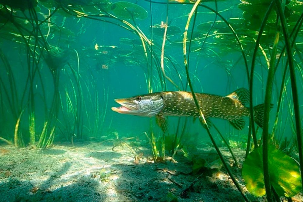 Щука атакует