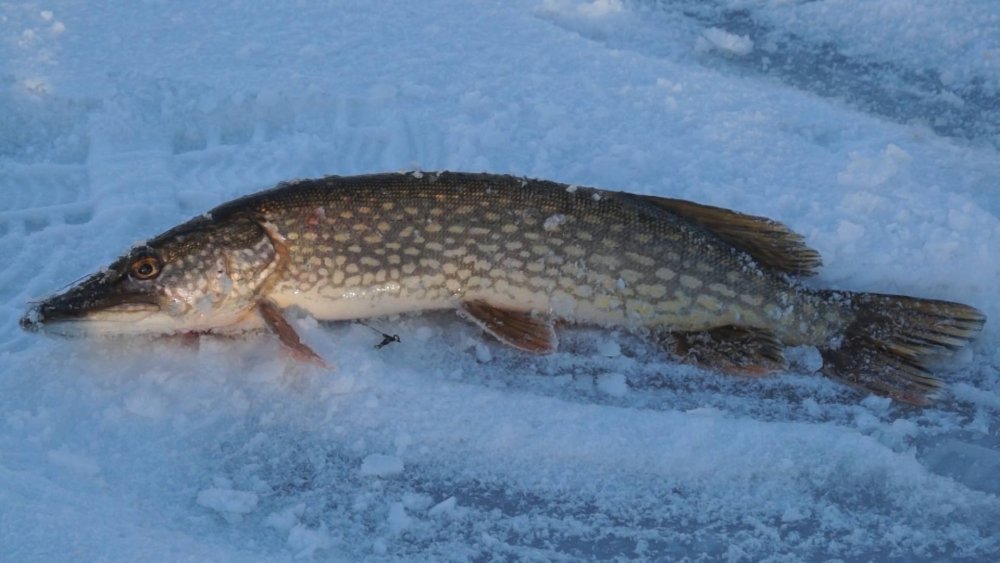 Рыбалка на щуку зимой