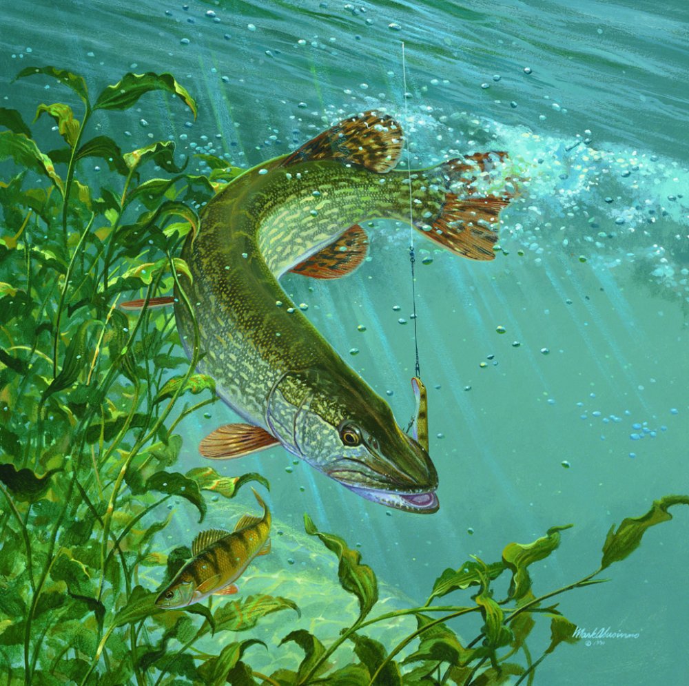 Зимняя щука