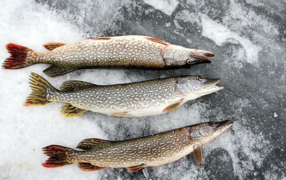 Рыбалка вектор