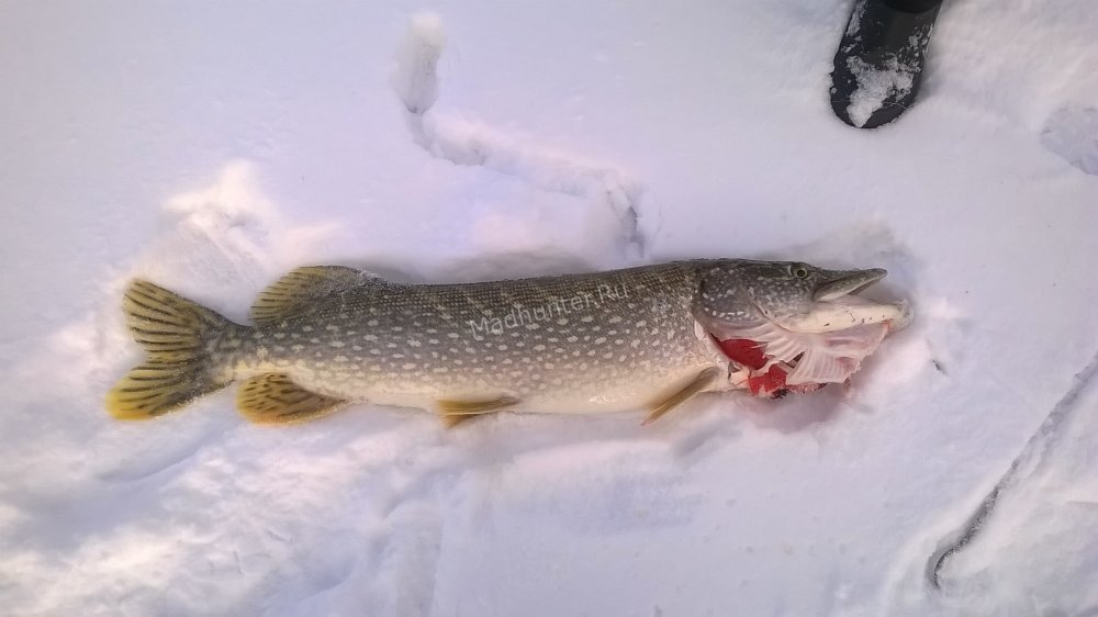 Котики зимой мультяшные