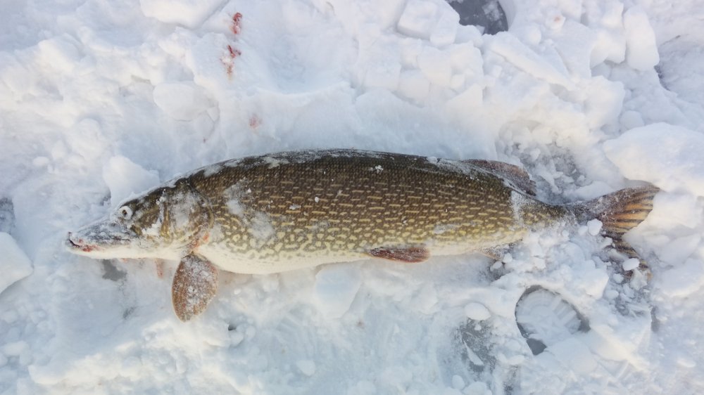 Щука зимой