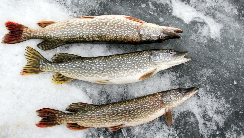 Куча щуки на снегу