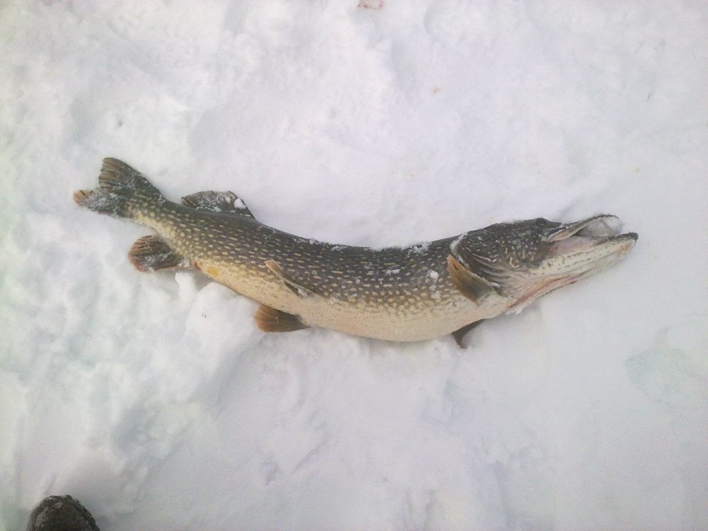 Зимний трофей щуки