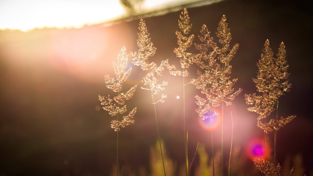 Солнечные блики