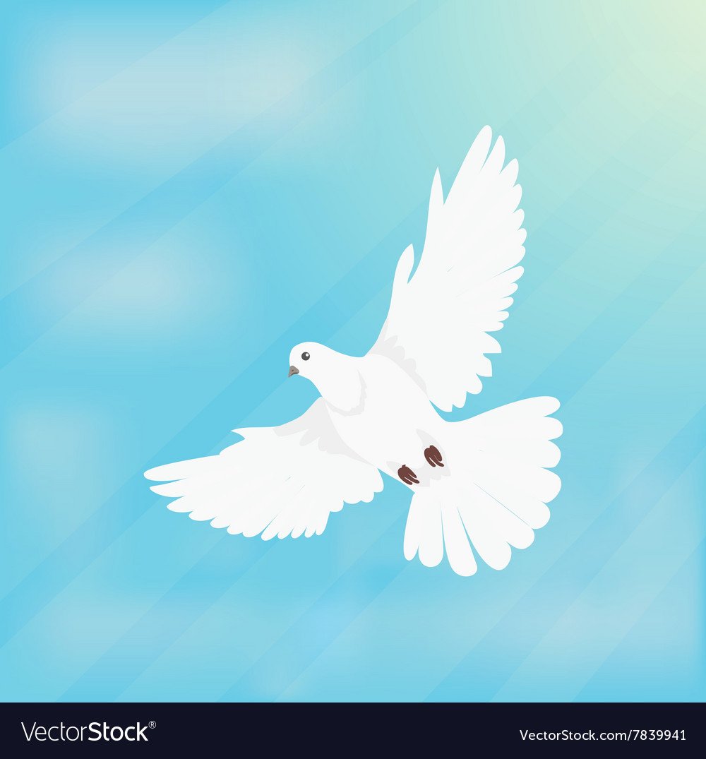 Белый голубь с распахнутыми крыльями