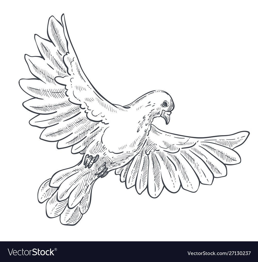 Голубь Графика