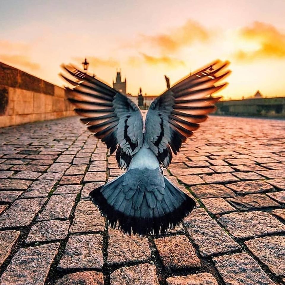 Голубь мира с расправленными крыльями