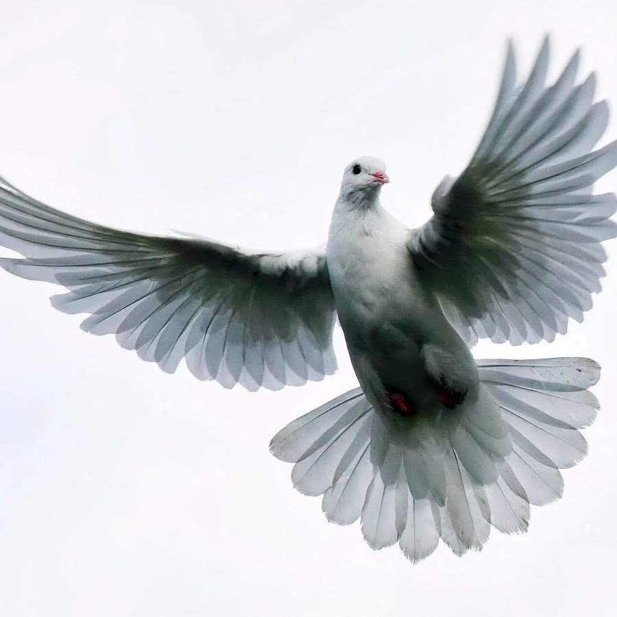 Белый голубь с расправленными крыльями