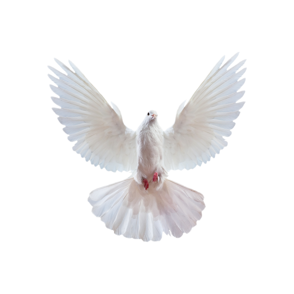 Голубь Графика