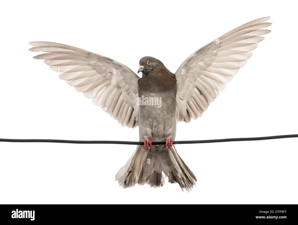 Баннер с голубями