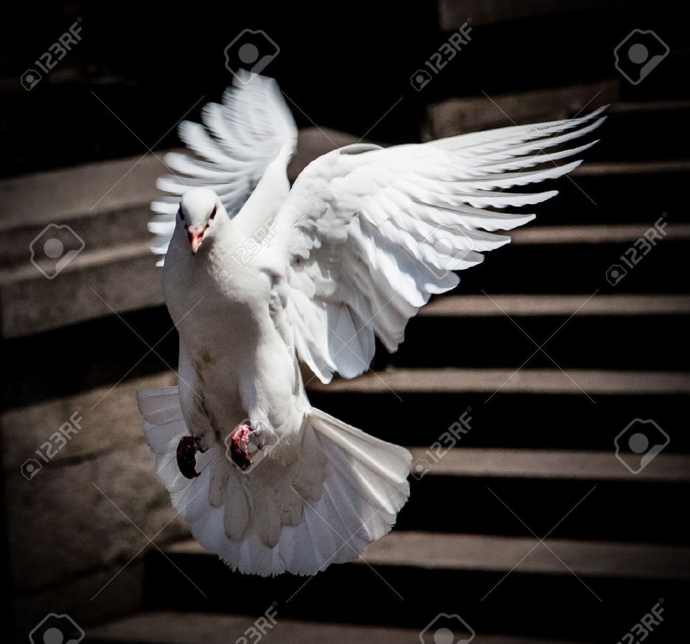 Стилизованный голубь