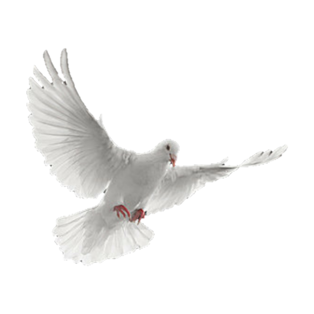 Голубь Святой дух