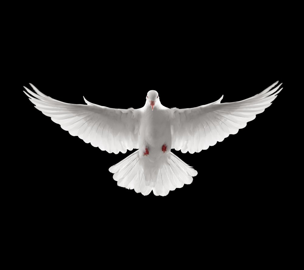 Голубь с расправленными крыльями