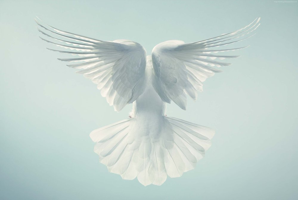 Крыло голубя