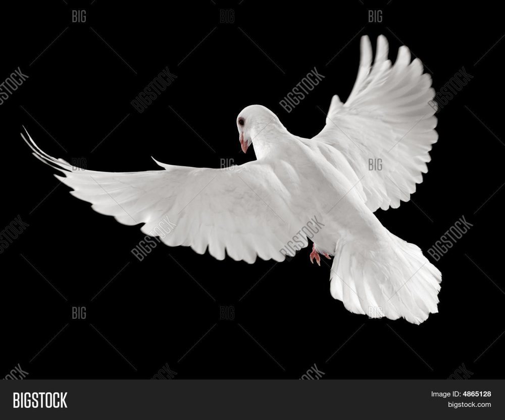 Голубь сверху